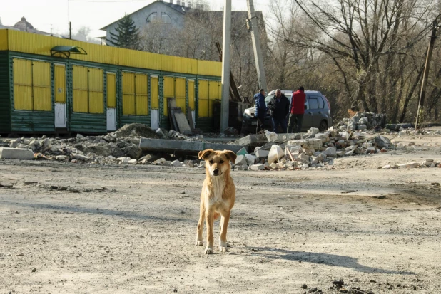 Пешеходная улица Барнаула.