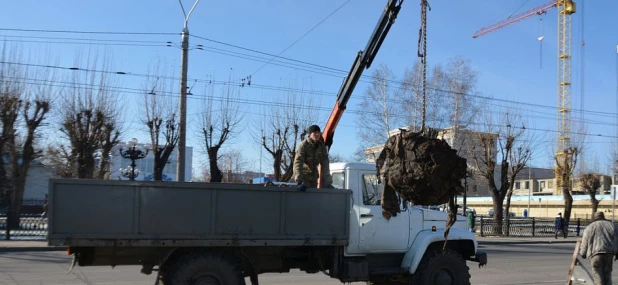 На проспекте Ленина вместо неприжившихся березок высаживают новые. 31 октября 2017 года.