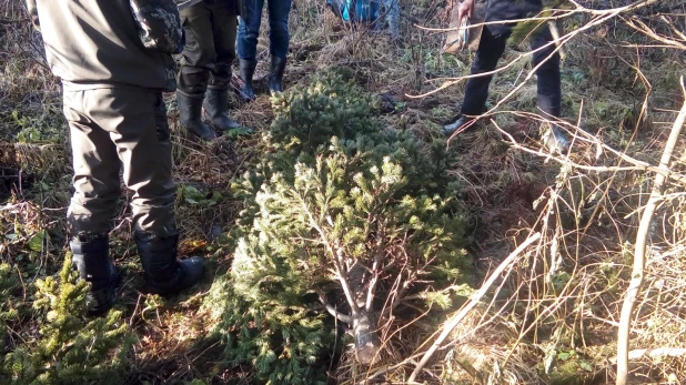 В Залесовском районе задержали заготовителя новогодних ёлочек.