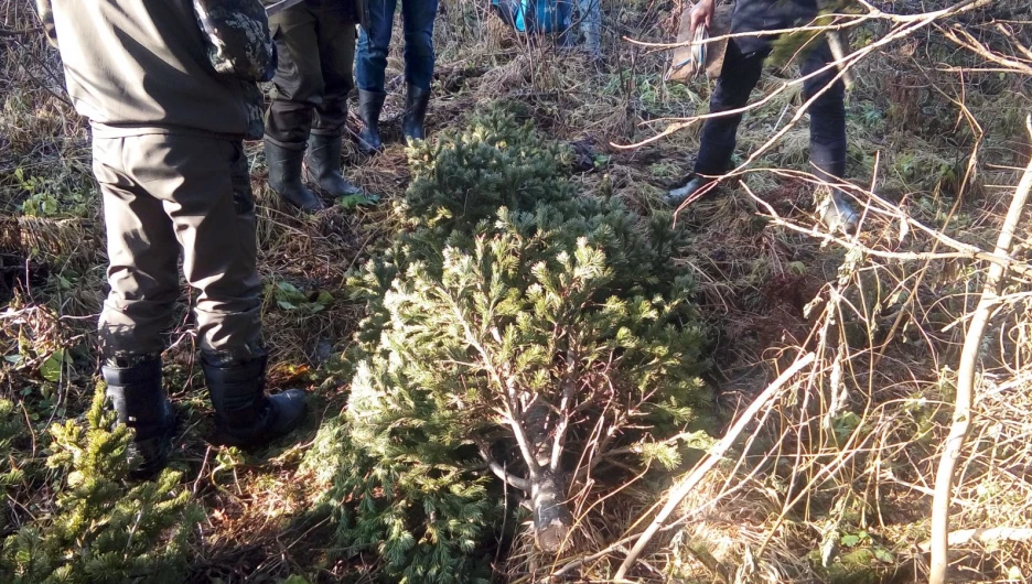 В Залесовском районе задержали заготовителя новогодних ёлочек.