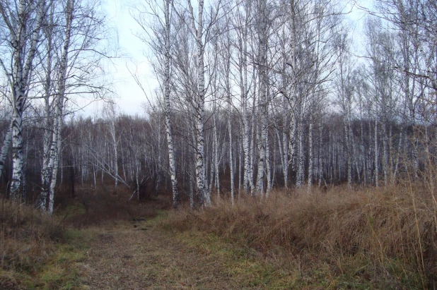 Л. И. Копылова. Вечер в лесу.