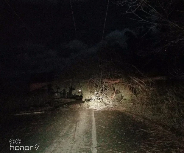 Поваленное дерево рядом со Змеиногорским трактом в Барнауле преградило путь в краевую больницу.