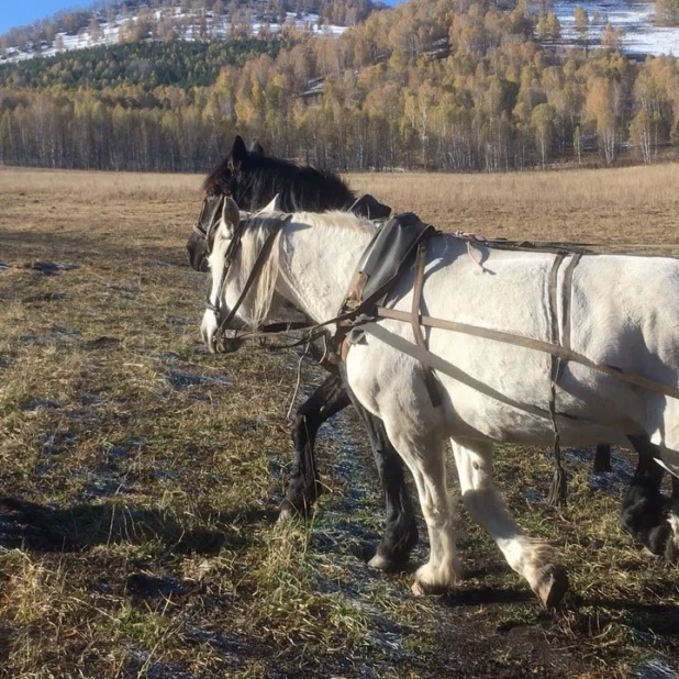 В хозяйстве Джастаса Уолкера.