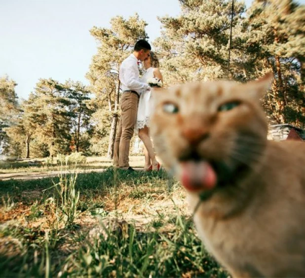 Фотобомбы со свадеб.