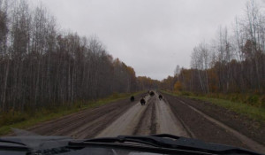 Медведи бегут по дороге в Новосибирской области.