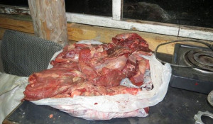 В Алтайском крае браконьер убил лося и три дня перетаскивал мясо домой.