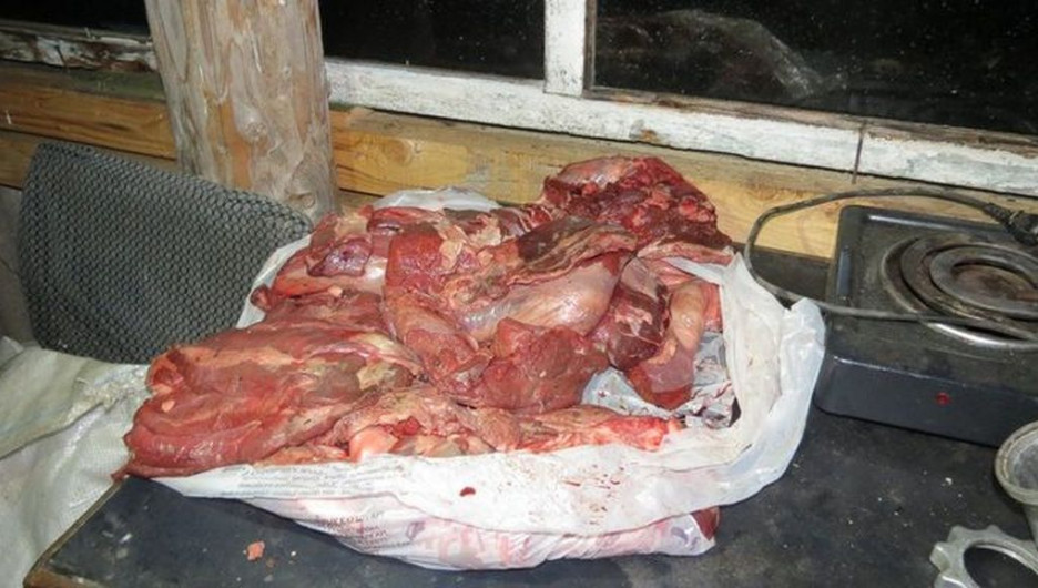 В Алтайском крае браконьер убил лося и три дня перетаскивал мясо домой.