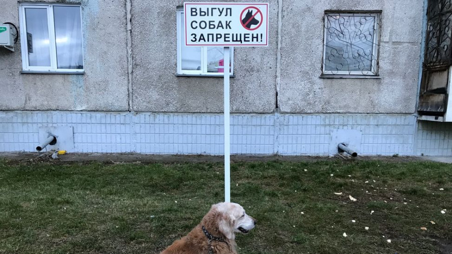 Выгул собачек в Барнауле регулируют &quot;Правила содержания домашних животных&quot;.