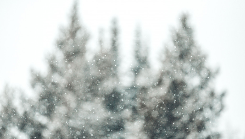 Зима в лесу. Снегопад.