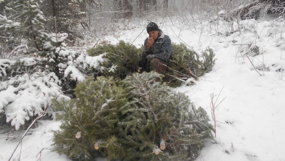 В Алтайском крае мужчины срубили 38 елок.