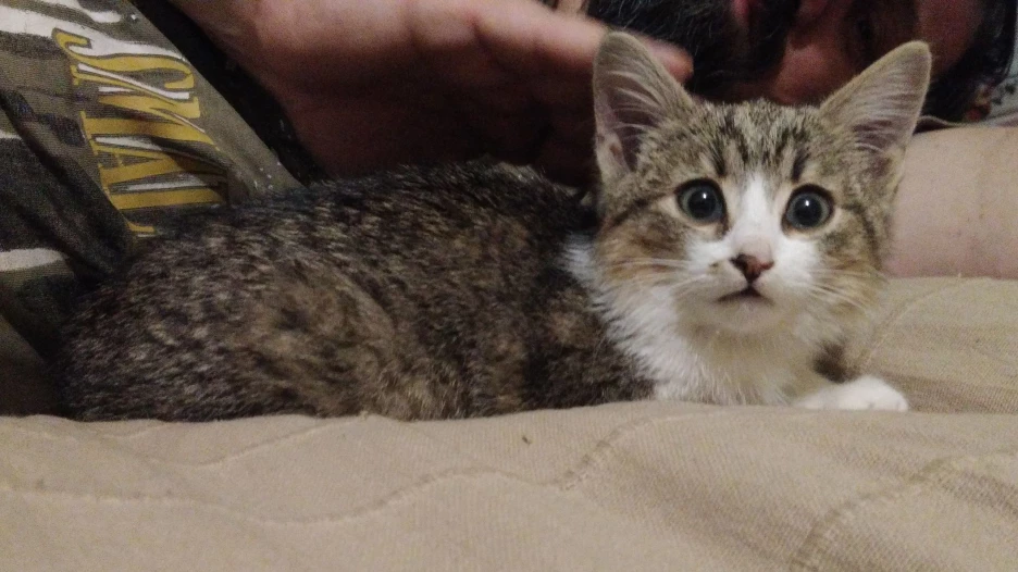 Эта кошка ищет дом. Передержка Ольги Диденко.