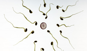 Процесс оплодотворения, сперматозоиды, яйцеклетка (бутафория).