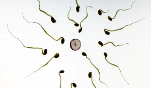 Процесс оплодотворения, сперматозоиды, яйцеклетка (бутафория).