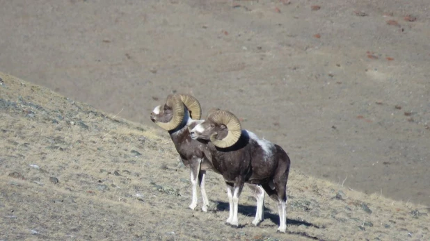 На Алтае ученые вблизи сфотографировали крупнейшее стадо редких горных баранов.