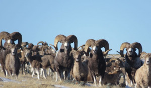 На Алтае ученые вблизи сфотографировали крупнейшее стадо редких горных баранов.