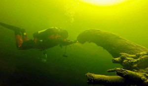 Дайверы сфотографировали редких обитателей Телецкого озера.