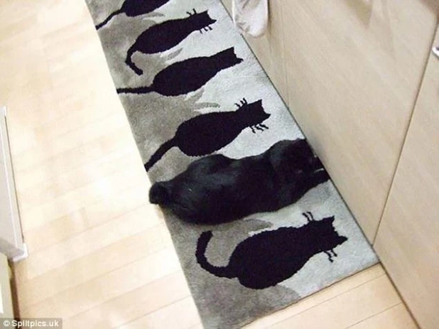 Котики.