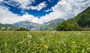 Разнотравие.