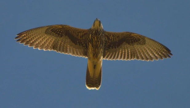 Самка сокола-балобана Учсын в полёте.
