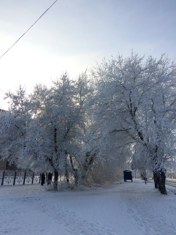 Зима в Барнауле. Иней.