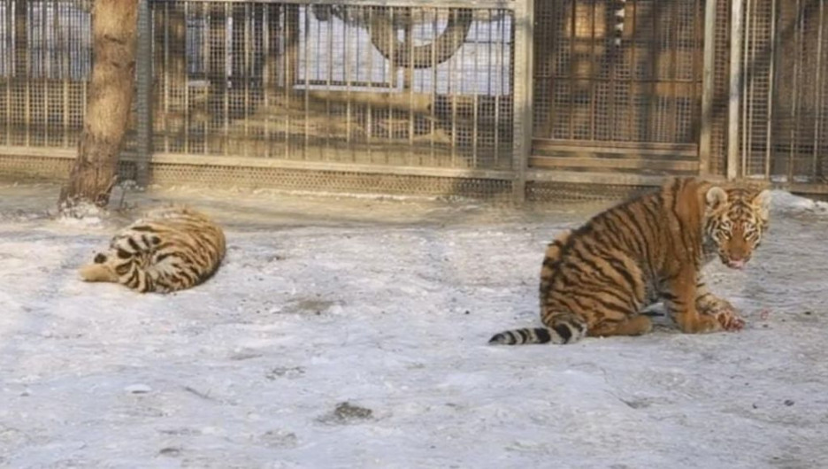 Тигры за обедом.