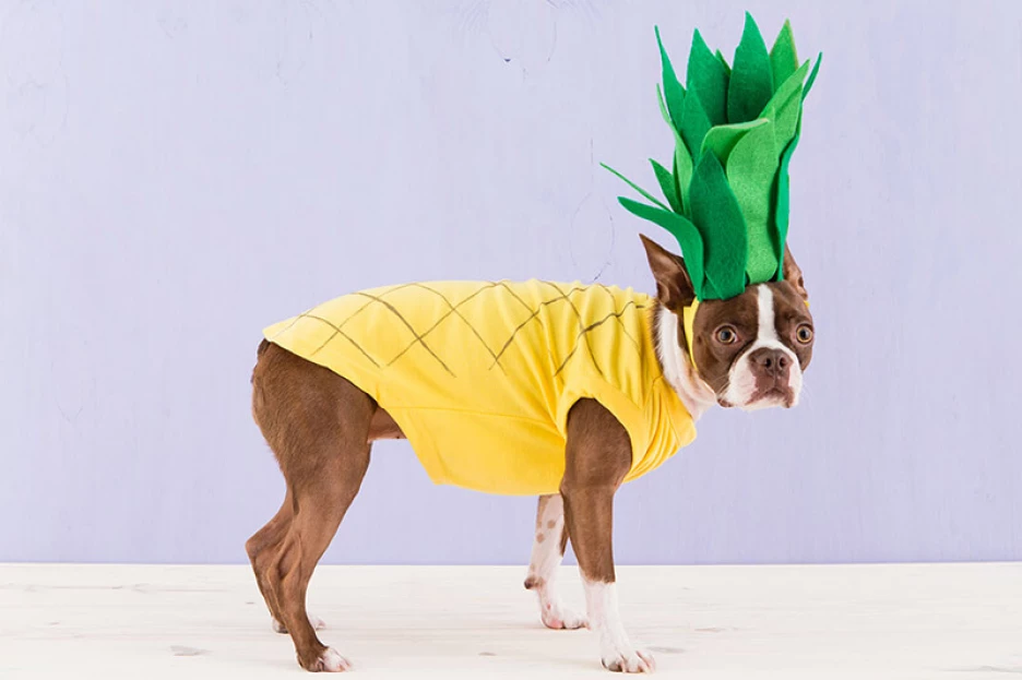 Карнавальный костюм для собак кошек