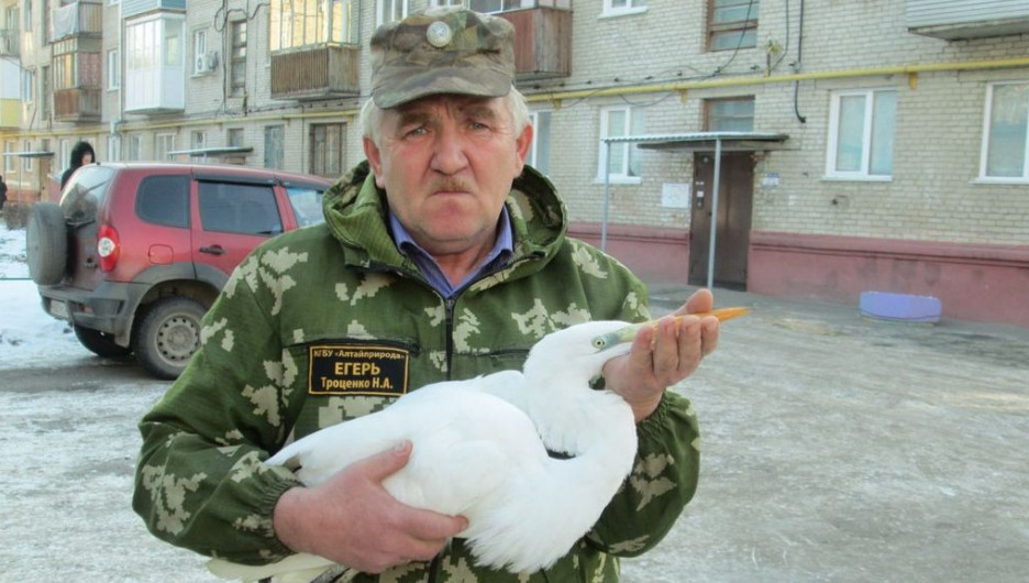В Алтайском крае егерь спас истощенную редкую цаплю.
