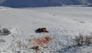 В Кош-Агачском районе браконьеры убили самку аргали с ягнятами.