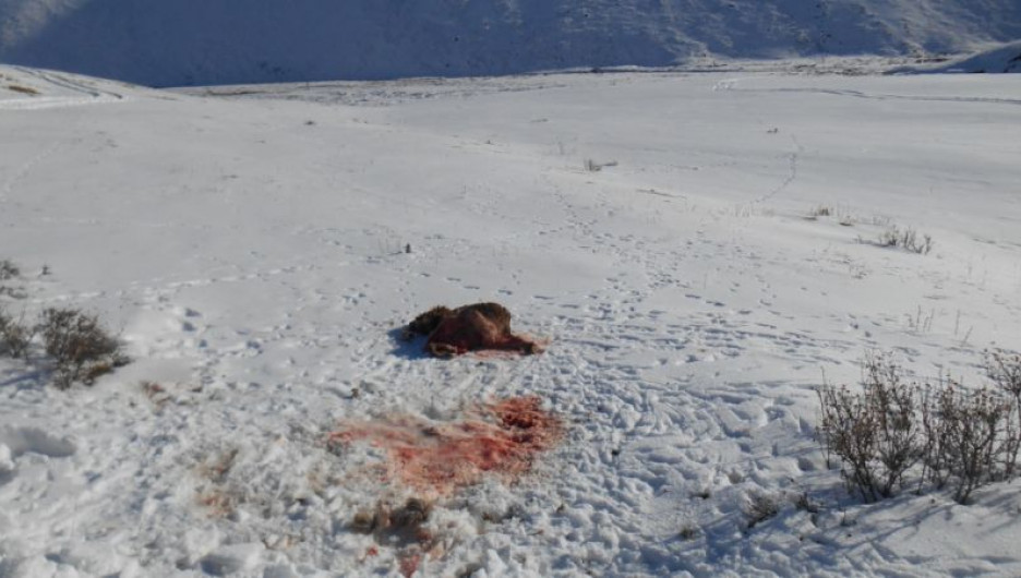 В Кош-Агачском районе браконьеры убили самку аргали с ягнятами.