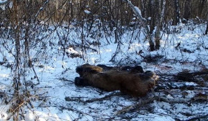 В Алтайском крае мужчина застрелил лосиху.