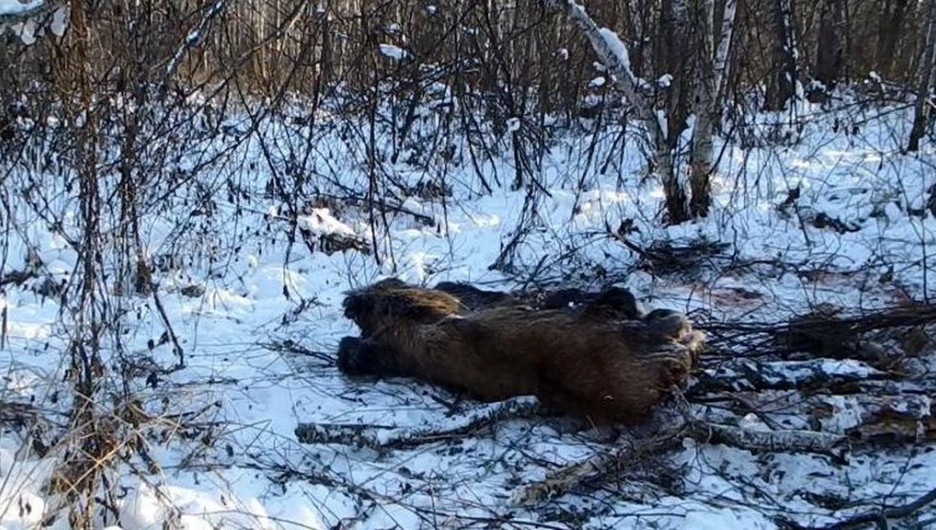 В Алтайском крае мужчина застрелил лосиху.