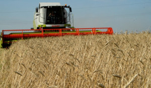 По оперативным данным Минсельхоза, к 20 октября в России было намолочено 62,3 млн. тонн зерна, а озимые посеяны на площади 13,3 млн. га.