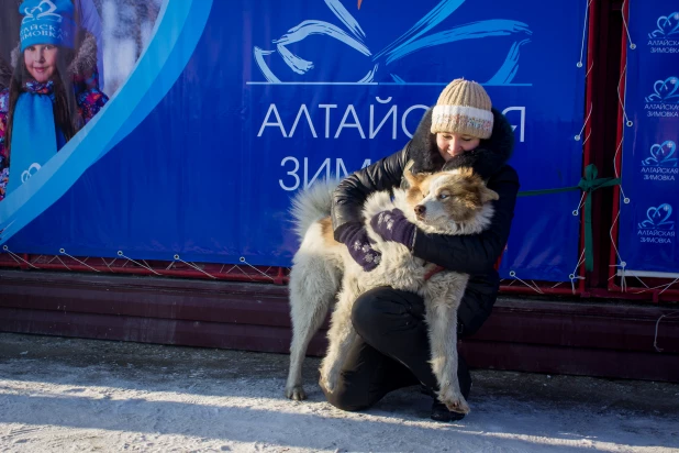 Фестиваль северных ездовых собак в Барнауле.