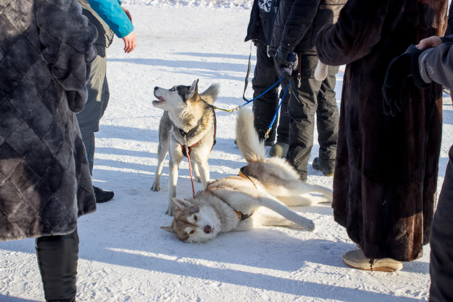 Фестиваль северных ездовых собак в Барнауле.