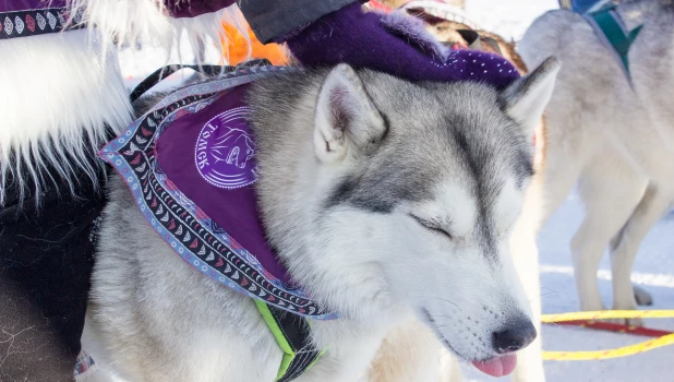 Фестиваль северных ездовых собак в Барнауле.