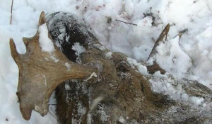 В Алтайском крае кемеровчанин застрелил двух лосей.