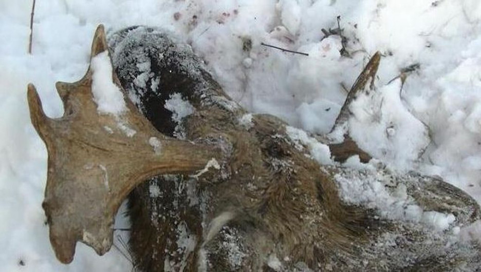 Лось вымочить. Браконьерство в Алтайском крае. Малетино Алтайского края браконьерство. Застрелил двух лосей в лесу зимой в тайге. Новости браконьеры в Целинном районе.