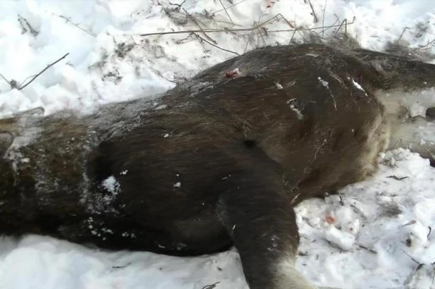 В Алтайском крае кемеровчанин застрелил двух лосей.