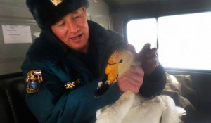 Алтайский пожарный спас измученного лебедя.