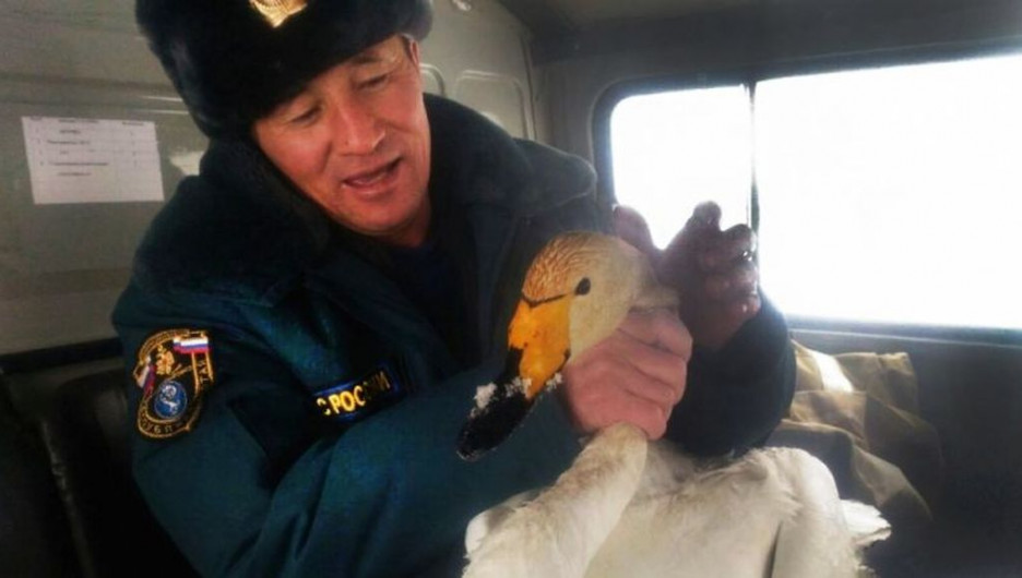 Алтайский пожарный спас измученного лебедя.