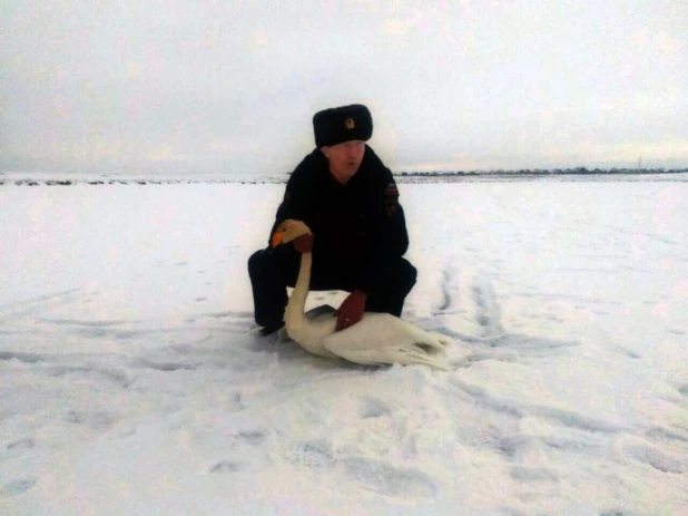 Алтайский пожарный спас измученного лебедя.