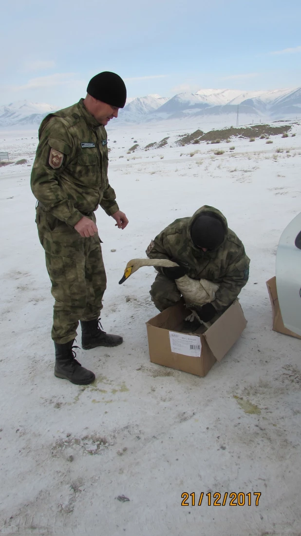 В Кош-Агачском районе пожарные спасли от собак лебедя на замерзающем озере.