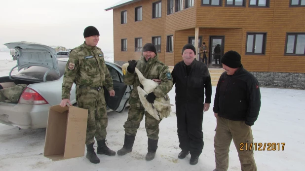 В Кош-Агачском районе пожарные спасли от собак лебедя на замерзающем озере.