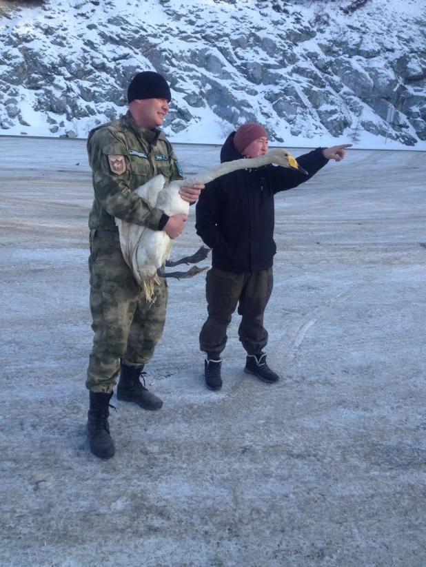 В Кош-Агачском районе пожарные спасли от собак лебедя на замерзающем озере.