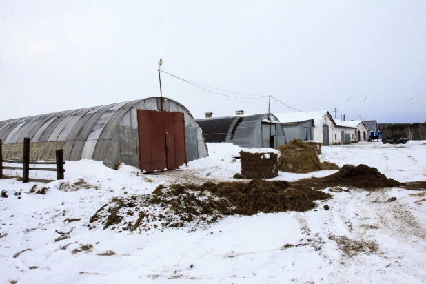 Конный завод "Глушинка" из передовика молочного производства превратился в должника 