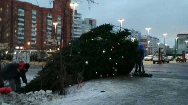 В Барнауле упала новогодняя ель.