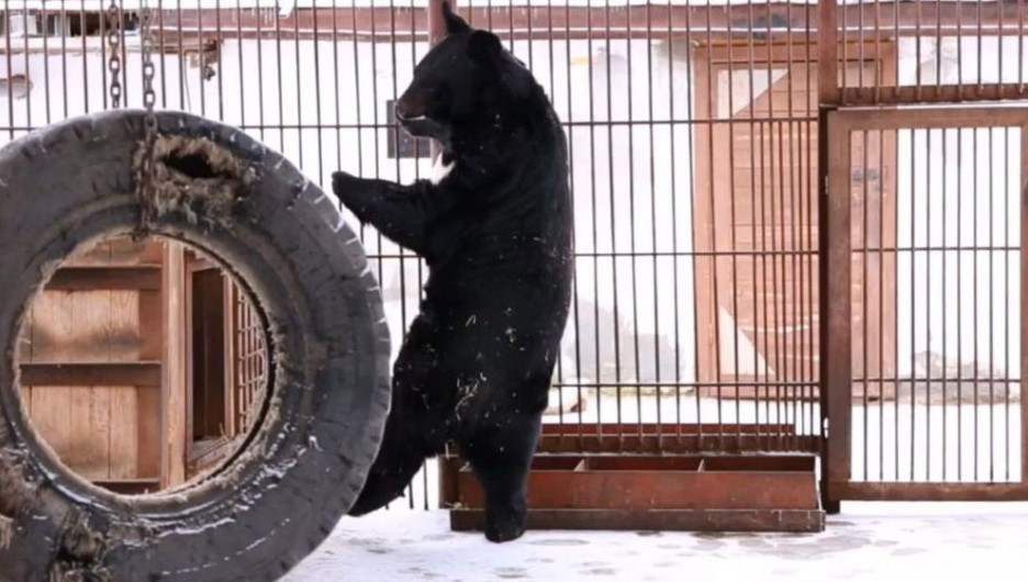 В барнаульском зоопарке "Лесная сказка" медведь Жора занялся балетом.