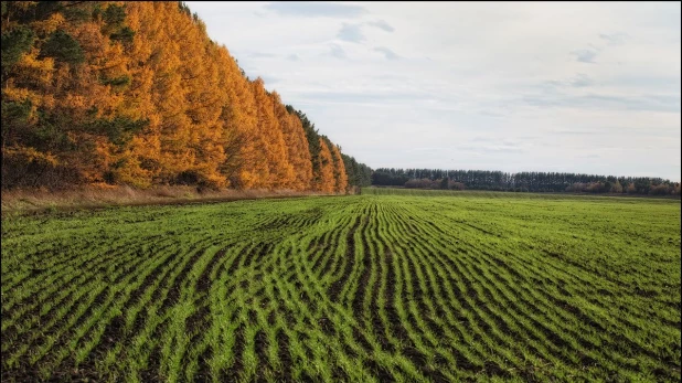 Озимые культуры 