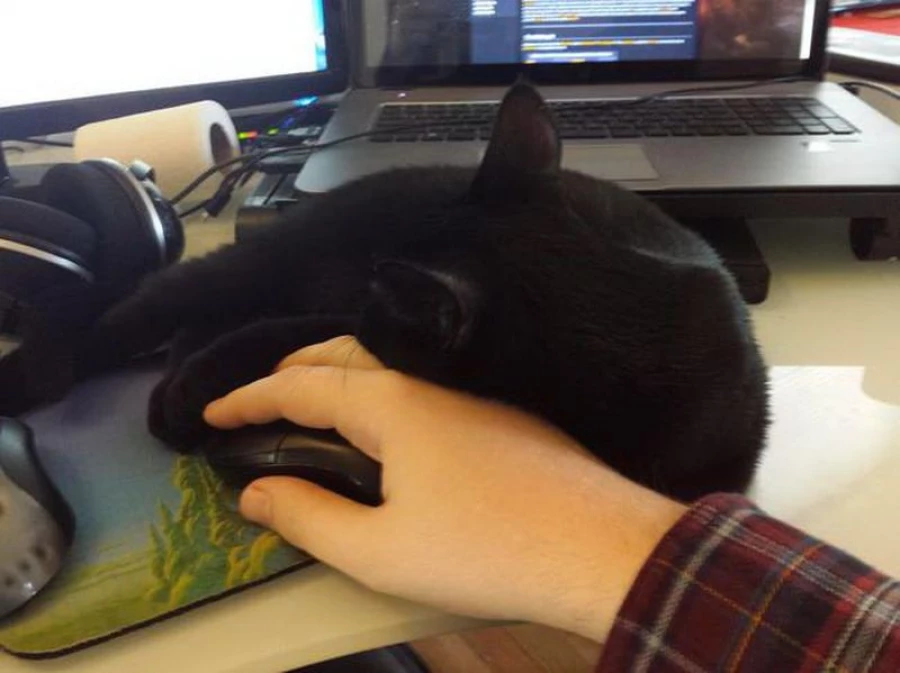 Коты, которые не дают работать. Коты, которые не дают работать.
