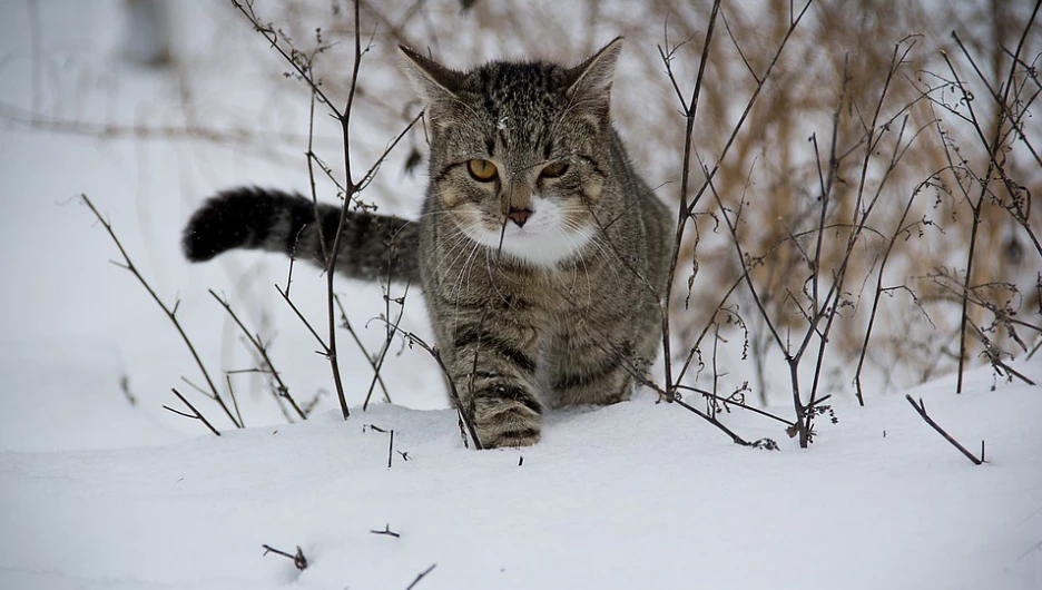 Зима. Снег.